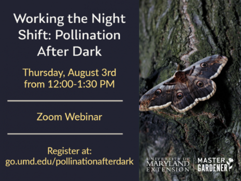 Working the Night Shift: Pollination After Dark